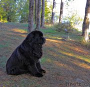 Превью фото № 166837