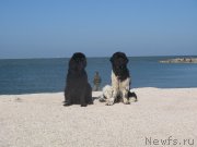 Превью фото № 166866