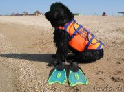 Превью фото № 166869