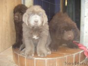 Превью фото № 166870