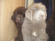 Превью фото № 166872