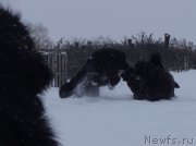 Превью фото № 166886