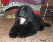 Превью фото № 166911