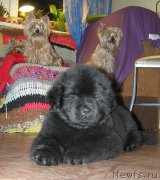 Превью фото № 166912