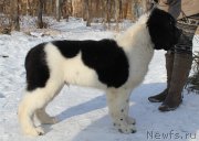 Превью фото № 166924