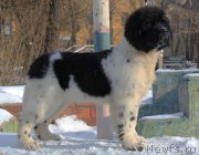 Превью фото № 166927