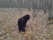 Превью фото № 166947