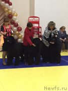 Превью фото № 166959