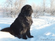 Превью фото № 166960