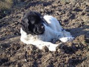 Превью фото № 167012