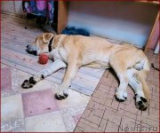 Превью фото № 167013