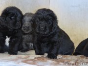 Превью фото № 167040