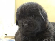 Превью фото № 167049