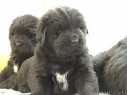 Превью фото № 167050