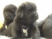 Превью фото № 167051