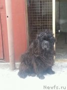 Превью фото № 167098