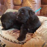 Превью фото № 167234