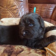 Превью фото № 167235