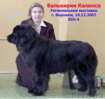 Превью фото № 16724