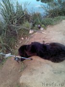 Превью фото № 167268