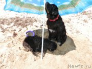 Превью фото № 167289