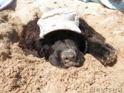 Превью фото № 167293