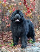 Превью фото № 167301