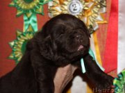 Превью фото № 167319