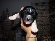 Превью фото № 167337