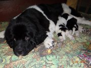 Превью фото № 167343