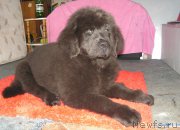 Превью фото № 167357