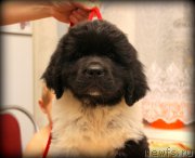 Превью фото № 167373