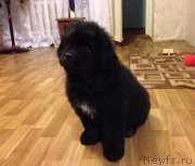 Превью фото № 167408