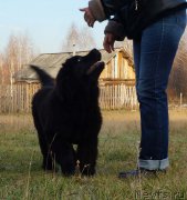 Превью фото № 167435