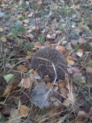 Превью фото № 167436