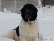 Превью фото № 167455