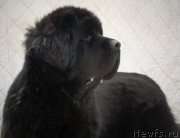 Превью фото № 167462