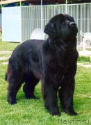 Превью фото № 167520