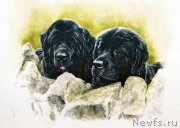 Превью фото № 167546