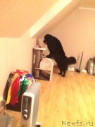 Превью фото № 167564