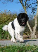 Превью фото № 167575