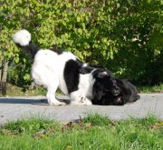 Превью фото № 167579