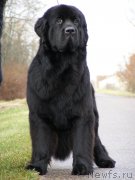 Превью фото № 167595