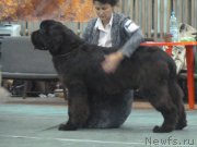 Превью фото № 167612