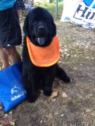 Превью фото № 167627