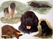 Превью фото № 167642