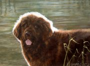 Превью фото № 167654