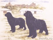 Превью фото № 167657