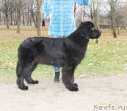 Превью фото № 167664