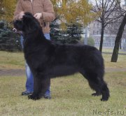 Превью фото № 167665